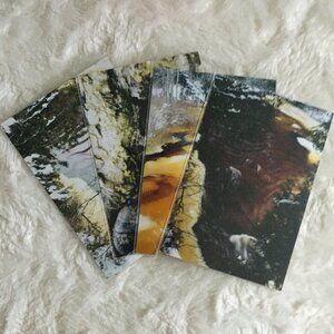 Set of 4 Original Canadian Winter Photographs Icy River Mossy Bark Nature Art